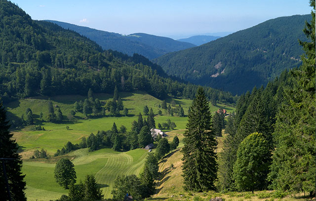 Wald und Berge