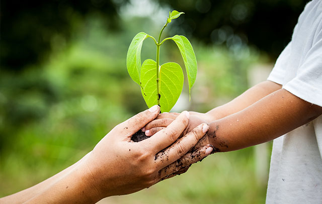 Hände mit Baumpflanze